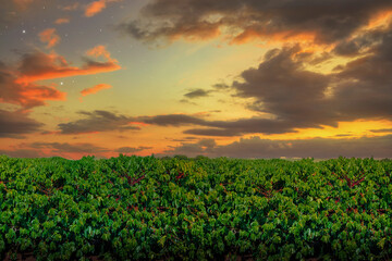 Fototapeta na wymiar Panoramic of coffee plantation in the early evening