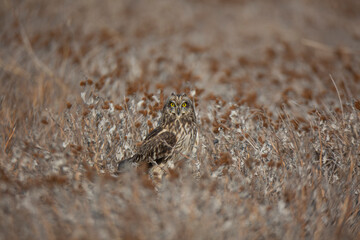 Short-eared Owl (Asio flammeus) bird in natural field and wildlife nature.