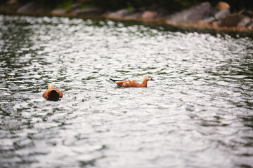 two wild male and female ducks swiming and looking for food in the lake on the territory of the Park in the city of Europe . waterfowl .nature and animals