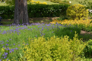 Wiosenne poletko kwitnących kosaćców niebieskich, iris © Ewa