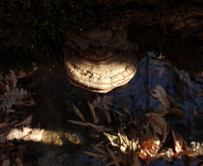 the mushroom grows on an old log