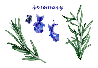 Watercolor rosemary illustration. Hand drawn narrow thin leaves and blue flowers with unopened buds isolated on white background. Botanical Illustration. Herbal medicine and aroma therapy.