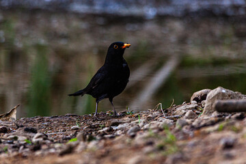 Blackbird by the water