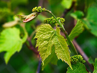 Ovary of grape fruit on a bush
