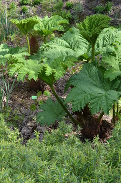 Parzeplin brazylijski, rabarbar olbrzymi, Gunnera manicata, największa bylina, dorodne liście
