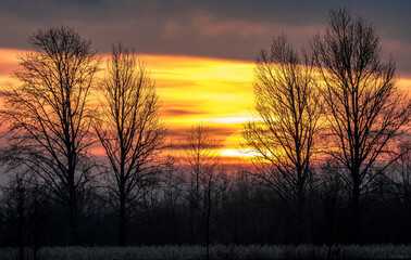 Fototapeta premium sunset behind the trees