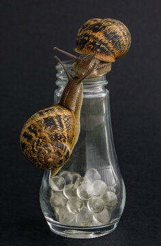 Beso de caracol