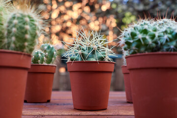 Various cacti on a wooden table