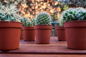 Various cacti on a wooden table