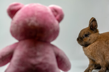 rabbit on white background with a teddy