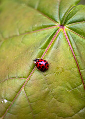 A red ladybug sits on a green leaf on a hot and sunny summer day.