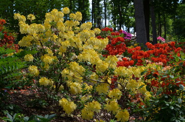 Rabata kwitnących rododendronów, Rhododendron, kolorowe różaneczniki - obrazy, fototapety, plakaty