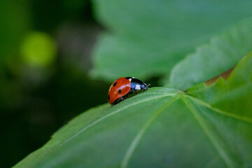 Macro of a ladybird on a green leaf
