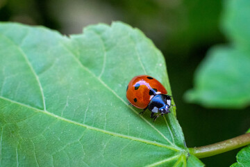 Fototapeta premium Macro of a ladybird on a green leaf