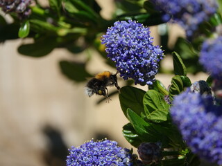 tree bumblebee (Bombus hypnorum) in flight