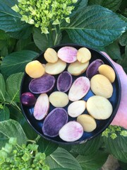 pommes de terre de différentes couleurs 