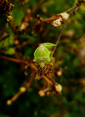 Close-up photo of perched green bedbug mating on a spike of Bidens. photo with blurred background.