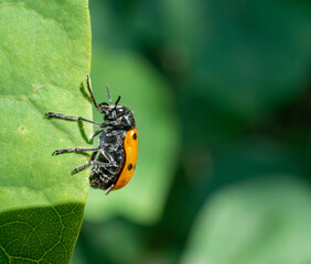 Naklejka premium Macro of a ladybird on a green leaf
