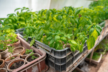 basil seedlings in a greenhouse on an organic farm
