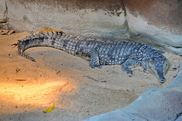 Tiere, #2119