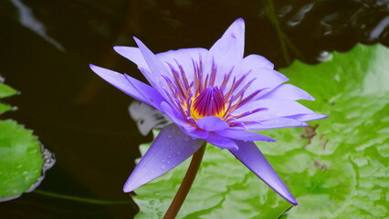 Seerose, nymphaea