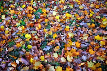 Falling Maple Leaves on the Ground in Autumn.