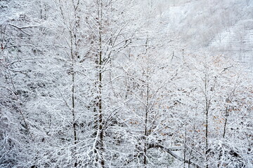 Winter Forest with Snow Background.