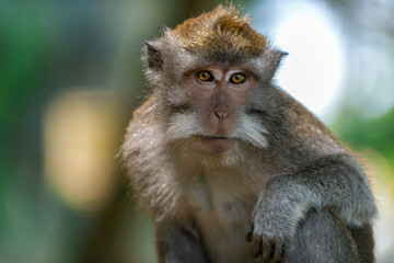 Sangeh Monkey Forest is a sanctuary for grey long-tailed macaques in the village of the same name in south-central Bali. Super curious and fascinating creatures always ready for fun.