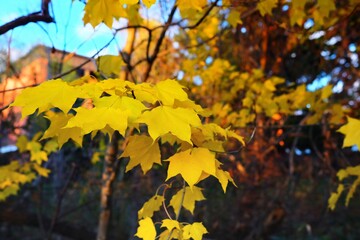 Yellow Maple Leaves in the Autumn.