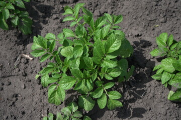 Green potato sprout in the garden top view.Landscape.