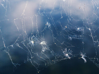 spider web with fluffs