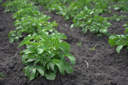 Growing potatoes, sprouts in a row.Beautiful green potatoes growing in the field. Photo.Landscape.