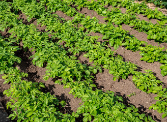 Gemüsebeet mit Biokartoffeln