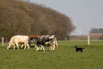 Border Collie Welpe mit Rinderherde