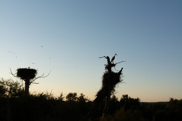 Naklejka na ściany i meble Stork silhouettes and Stork nests at sunset.