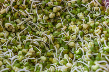 Close-up of hydroponically grown mung bean sprouts.
