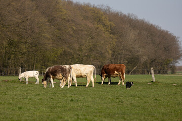 Border Collie Welpe mit Rinderherde