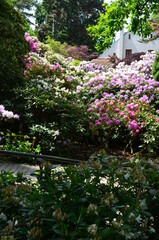 Fototapeta na wymiar Aleja kwitnących rododendronów, Rhododendron, Wojsławice, Arboretum, Polska