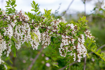 acacia in bloom, acacia flowers