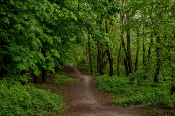 Fototapeta na wymiar Chestnut trees and path in the spring forest after the rain. Fresh spring foliage background.