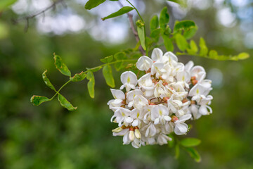 acacia in bloom, acacia flowers