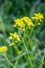 detail of flowering yellow rapeseed