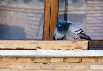 Obraz na płótnie Canvas Couple of pigeons kissing in a window. Bird series.