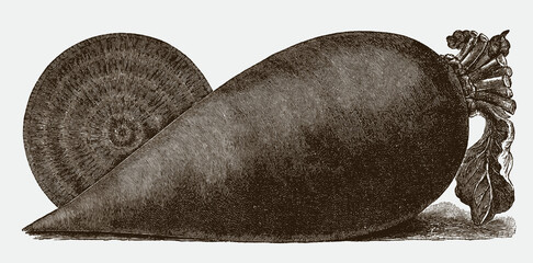 Tapering beet variety in side view and cross section view, after a historical engraving from the early 20th century - obrazy, fototapety, plakaty