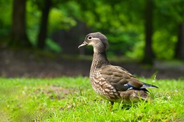Beautiful mandarin ducks. Animals in the wild. Natural colorful background.