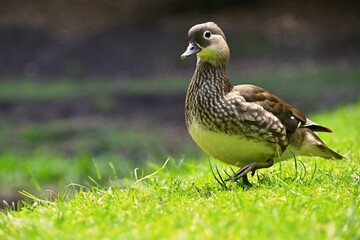 Beautiful mandarin ducks. Animals in the wild. Natural colorful background.
