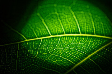 Green sheet illuminated by a flashlight in macro mode