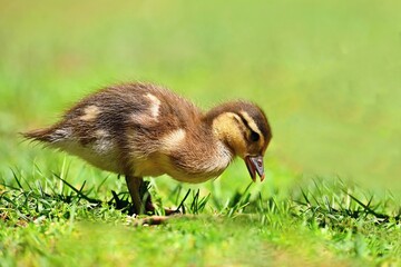 Duckling. Mandarin duckling cub. Beautiful young water bird in the wild. Colorful background.