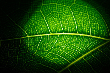 Green sheet illuminated by a flashlight in macro mode