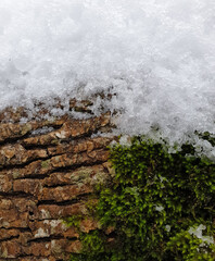 the tree with moss is covered with snow